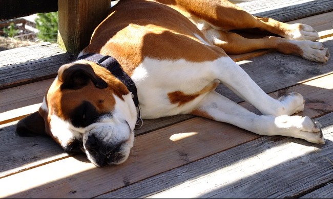 Μήπως ο σκύλος σας τρελαίνεται να κάθεται στον ήλιο; Αυτός είναι ο λόγος... - Φωτογραφία 1
