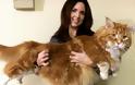 Γνωρίστε τη μεγαλύτερη γάτα στον κόσμο - Φωτογραφία 1