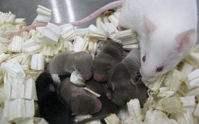 Τα πρώτα ποντίκια γεννήθηκαν στον Διαστημικό Σταθμό ISS - Φωτογραφία 1