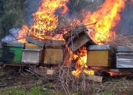 Νέο κρούσμα: Έκαψαν 50 μελίσσια στον Μπράλο - Φωτογραφία 1