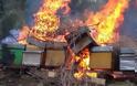 Νέο κρούσμα: Έκαψαν 50 μελίσσια στον Μπράλο - Φωτογραφία 1