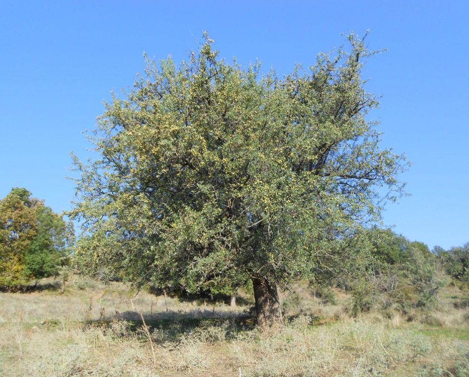 Γκορτσιά ή αγριαπιδιά: Το ξεχασμένο δέντρο που μεγάλωσε πολλές γενιές! Ας το θυμηθούμε ... - Φωτογραφία 2