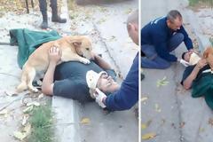 Μια εκπληκτική ιστορία αγάπης! Πιστός σκύλος δεν σταματάει να αγκαλιάζει το αφεντικό του που έπεσε από τη σκάλα ούτε όταν έρχονται οι πρώτες βοήθειες!