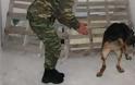 Καταδικάστηκε στρατιωτικός στα Χανιά για κακοποίηση σκύλου