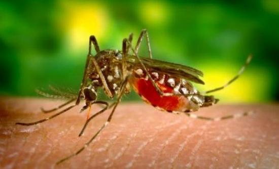 Κουνούπια: Όλα όσα πρέπει να γνωρίζετε - Φωτογραφία 1