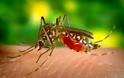 Κουνούπια: Όλα όσα πρέπει να γνωρίζετε