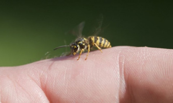 Τσίμπημα από σφήκα ή μέλισσα: Τα σωστά βήματα άμεσης ανακούφισης - Φωτογραφία 1