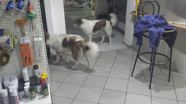 Κατήγγειλαν τον Δήμο Μεταμόρφωσης για τις παράνομες περισυλλογές & και την εξαφάνιση αδέσποτων σκυλιών - Φωτογραφία 3