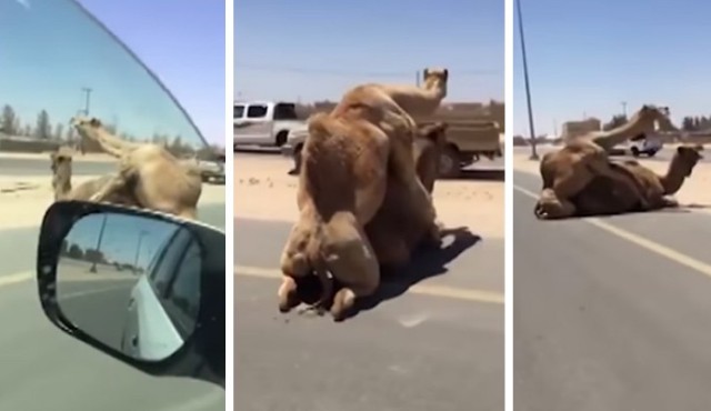 Καμήλες ζουν (κυριολεκτικά) τον έρωτά τους σε αυτοκινητόδρομο - Φωτογραφία 1