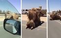 Καμήλες ζουν (κυριολεκτικά) τον έρωτά τους σε αυτοκινητόδρομο