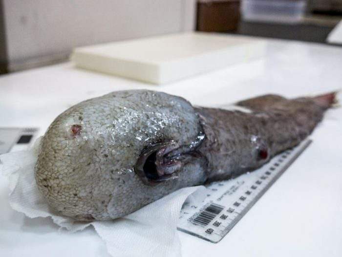 Βρέθηκε μετά από έναν αιώνα το ψάρι χωρίς πρόσωπο - Φωτογραφία 1