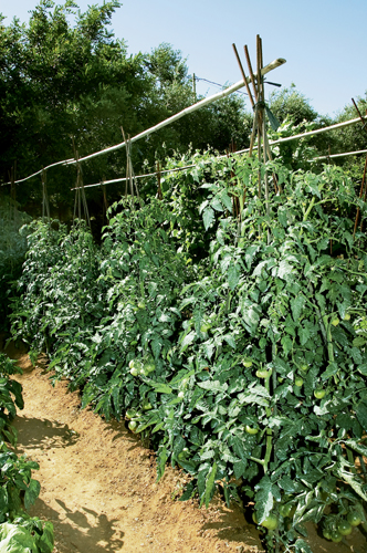 Ντομάτα: Στη γλάστρα και στον κήπο - Φωτογραφία 2