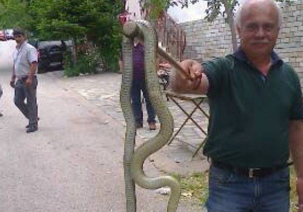 Τρόμος για τους κατοίκουςς - 2 μέτρα φίδι σε χωριό των Τρικάλων - Φωτογραφία 1