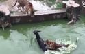 ΑΠΑΝΘΡΩΠΟ: Κλέβουν γάιδαρο από ζωολογικό κήπο και τον πετούν στις τίγρεις