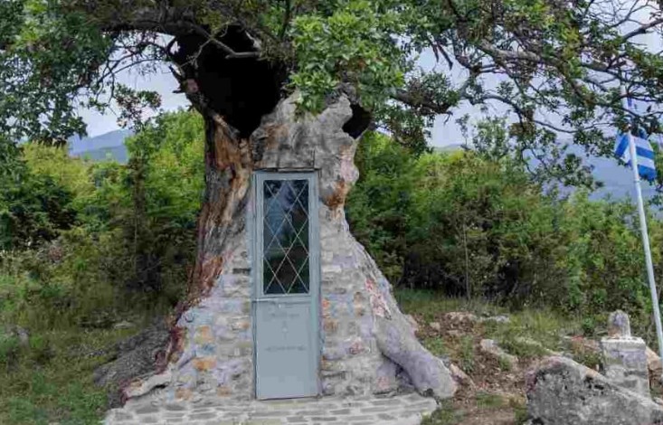 Κόνιτσα:Το Δέντρο που μετατράπηκε σε Εκκλησιά του Άγιου Παΐσιου - Φωτογραφία 1