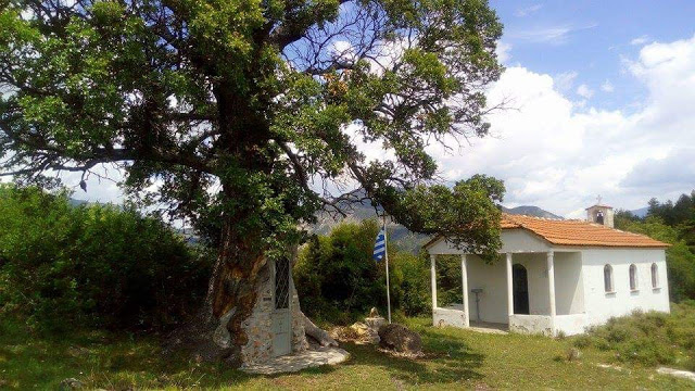 Κόνιτσα:Το Δέντρο που μετατράπηκε σε Εκκλησιά του Άγιου Παΐσιου - Φωτογραφία 2