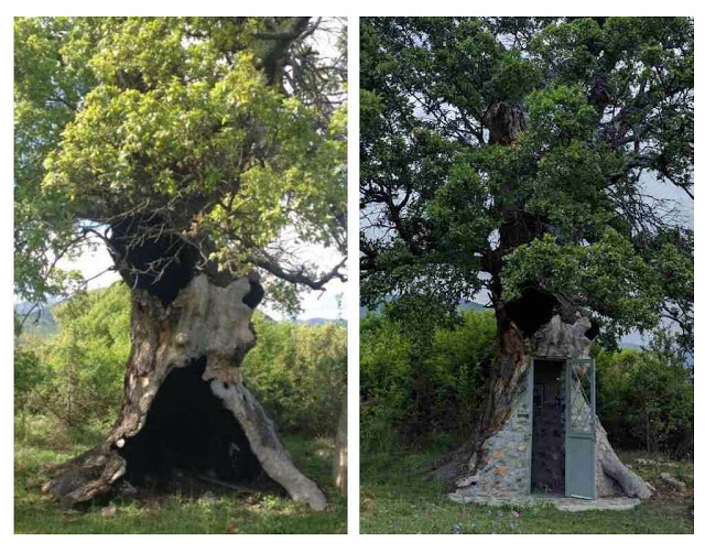 Κόνιτσα:Το Δέντρο που μετατράπηκε σε Εκκλησιά του Άγιου Παΐσιου - Φωτογραφία 3