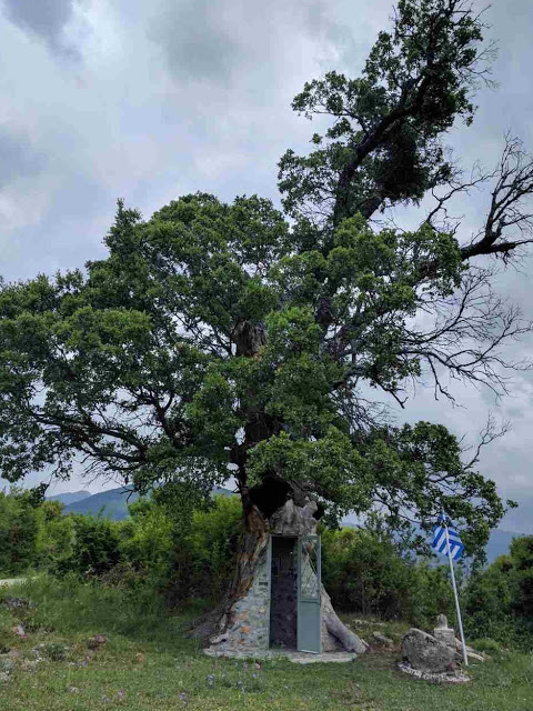 Κόνιτσα:Το Δέντρο που μετατράπηκε σε Εκκλησιά του Άγιου Παΐσιου - Φωτογραφία 4