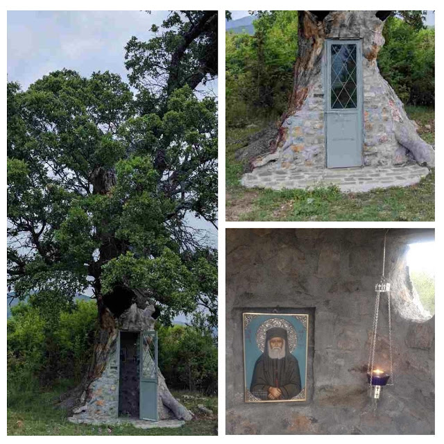 Κόνιτσα:Το Δέντρο που μετατράπηκε σε Εκκλησιά του Άγιου Παΐσιου - Φωτογραφία 5