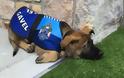 Αστυνομικός-σκύλος απολύθηκε λόγω... καλής συμπεριφοράς