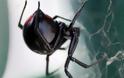 Τι θα σου συμβεί αν σε δαγκώσει μαύρη χήρα (την αράχνη εννοούμε)
