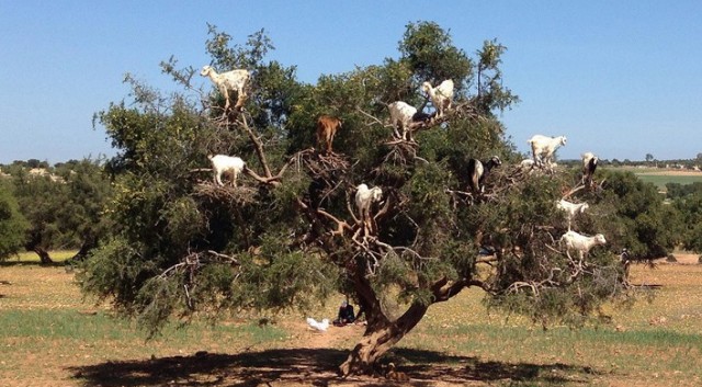 Τα δέντρα με τις… κατσίκες του Μαρόκου - Φωτογραφία 1