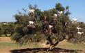Τα δέντρα με τις… κατσίκες του Μαρόκου