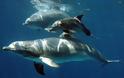 ΘΑΥΜΑ: Δελφίνια έβγαλαν εικόνα της Παναγίας στην ακτή [photos]