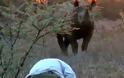 Άνδρας έρχεται αντιμέτωπος με σπάνιο και επιθετικό μαύρο ρινόκερο - Η κατάληξη αυτής της συνάντησης, θα σας εκπλήξει… [video]