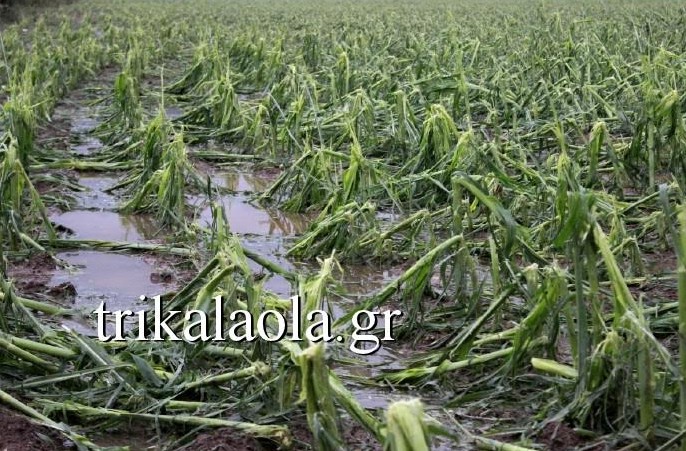 Ισοπεδώθηκαν αγροτικές καλλιέργειες στα Τρίκαλα από ανεμοστρόβιλο και χαλάζι - Απόλυτη καταστροφή - Φωτογραφία 1
