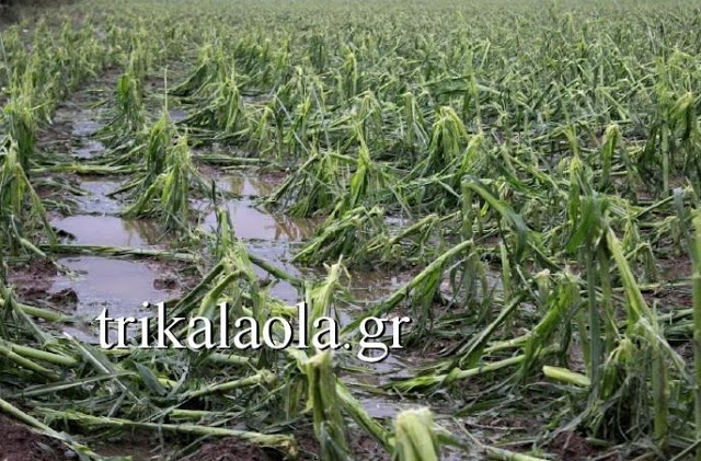 Ισοπεδώθηκαν αγροτικές καλλιέργειες στα Τρίκαλα από ανεμοστρόβιλο και χαλάζι - Απόλυτη καταστροφή - Φωτογραφία 2