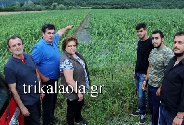 Ισοπεδώθηκαν αγροτικές καλλιέργειες στα Τρίκαλα από ανεμοστρόβιλο και χαλάζι - Απόλυτη καταστροφή - Φωτογραφία 4