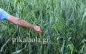 Ισοπεδώθηκαν αγροτικές καλλιέργειες στα Τρίκαλα από ανεμοστρόβιλο και χαλάζι - Απόλυτη καταστροφή - Φωτογραφία 3