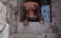 Λαμία: Σκυλάκος είχε εγκλωβιστεί σε φρεάτιο και έμεινε στο παγωμένο νερό για ώρες - Μεγάλο Μπράβο στους άντρες της Πυροσβεστικής που του έδωσαν τη ζωή [photos] - Φωτογραφία 1