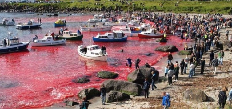 Το βάρβαρο έθιμο της σφαγής των φαλαινών στα Νησιά Φερόε - Φωτογραφία 1