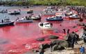 Το βάρβαρο έθιμο της σφαγής των φαλαινών στα Νησιά Φερόε