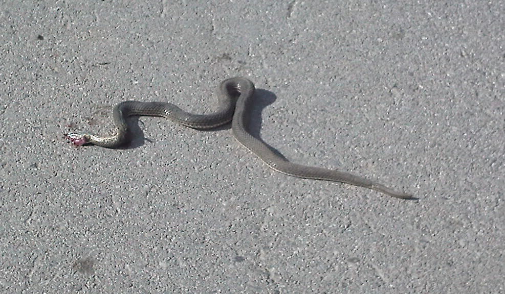 Τρόμος στην Λάρισα - Γέμισε η πόλη με φίδια... - Φωτογραφία 1