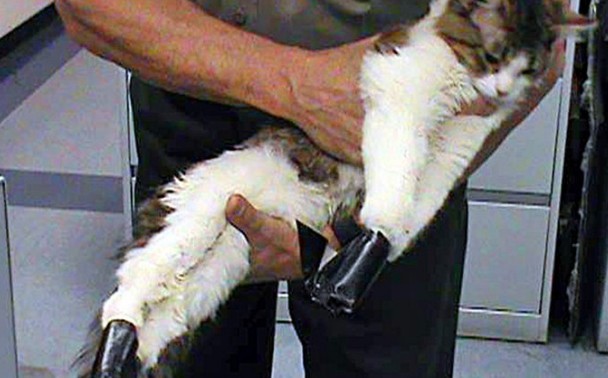 Οι ΗΠΑ βγάζουν στη δημοσιότητα τα μητρώα όσων έχουν καταδικαστεί για κακοποίηση ζώων - Φωτογραφία 1