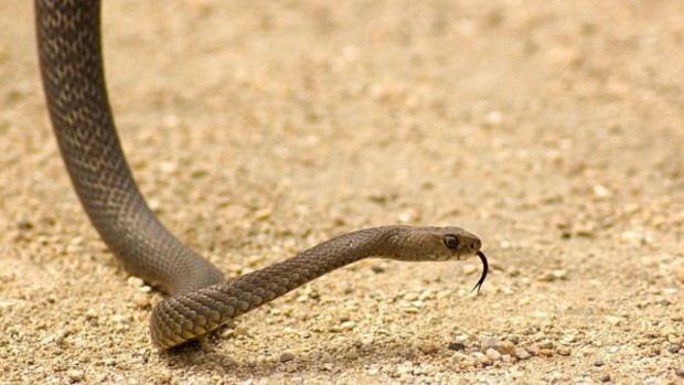 Γιατί γέμισε με φίδια η Λάρισα - Φωτογραφία 1