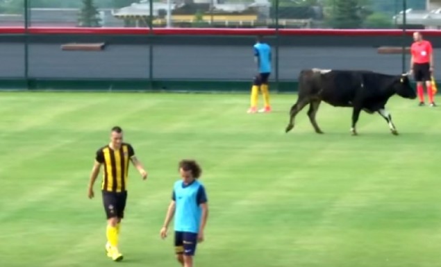 Μια...αγελάδα διέκοψε ποδοσφαιρικό αγώνα!! - Φωτογραφία 1