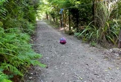 Επικό video: Τι θα γίνει αν κρεμάσεις μια μπάλα στο δάσος; [video] - Φωτογραφία 1