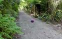 Επικό video: Τι θα γίνει αν κρεμάσεις μια μπάλα στο δάσος; [video]