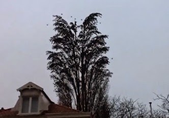 Βλέπετε αυτό το δέντρο; Δεν είναι ακριβώς αυτό που φαίνεται… [video] - Φωτογραφία 1