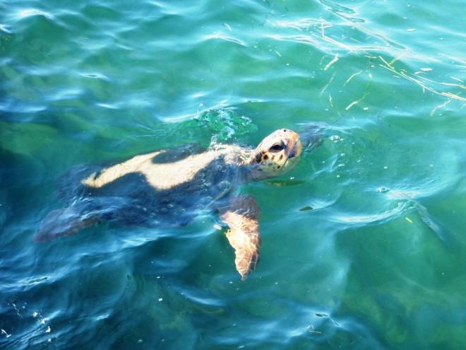 Σε εξέλιξη η ωοτοκία της θαλάσσιας χελώνας καρέτα-καρέτα στο Εθνικό Πάρκο Υγροτόπων Κοτυχίου Στροφυλιάς - Φωτογραφία 4