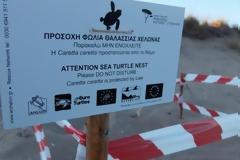 Σε εξέλιξη η ωοτοκία της θαλάσσιας χελώνας καρέτα-καρέτα στο Εθνικό Πάρκο Υγροτόπων Κοτυχίου Στροφυλιάς