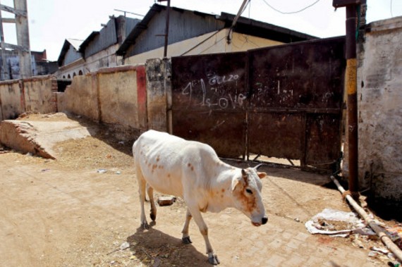 Λιντσάρουν και δολοφονούν όσους τρώνε αγελάδες στην Ινδία - Φωτογραφία 1