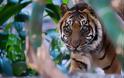 Θανατώθηκε τίγρη 22 ετών σε ζωολογικό κήπο της Αυστραλίας