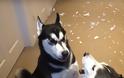 Ρώτησε τα Σκυλιά της ποιο έκανε τη ζημιά - Το ένα κατηγορούσε το άλλο - Δείτε τον σκυλοκαβγά που έγινε Viral... [video]