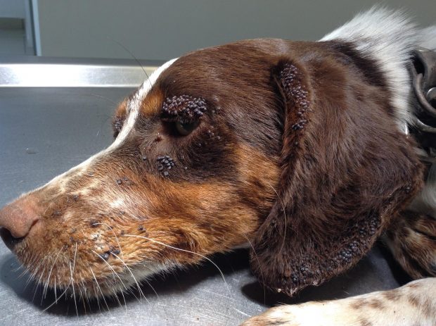 Βρήκαν τον σκύλο με σπασμούς από τα εκατοντάδες τσιμπούρια κοντά στις Λεύκες της Πάρου - Φωτογραφία 1