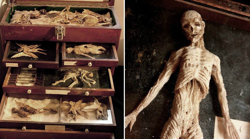 Τι μας κρύβουν; Πτώματα περίεργων πλασμάτων βρέθηκαν σε υπόγειο εγκαταλελειμμένου σπιτιού - Δείτε και βγάλτε συμπεράσματα... [video] - Φωτογραφία 1
